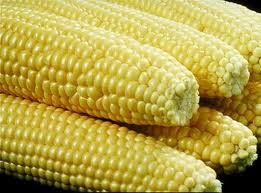 gmo corn can kill