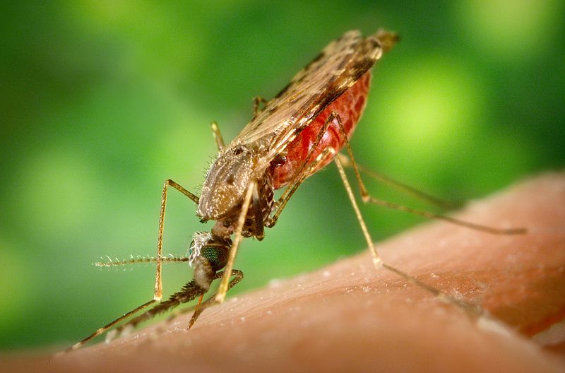 Mosquitos can carry Lyme disease