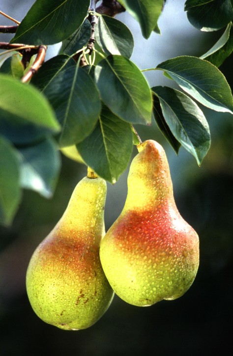 Pears are good and good for you