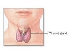 Support your thyroid with ashwaganda