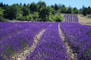 healing with lavender