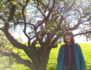 The Faery Tree - Tara Hill, Ireland