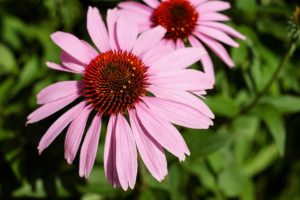 Echinacea flu prevention and healing