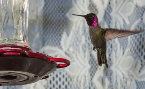 Outside my window - hummingbird by Ben Aronoff