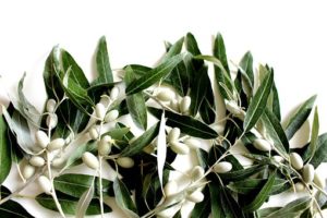 Olive leaf extract lowers blood pressure