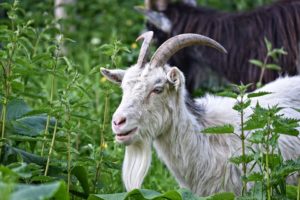 nettles with goat healitall.com