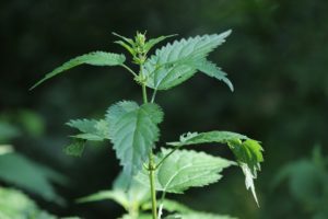 stinging nettle healitall.com