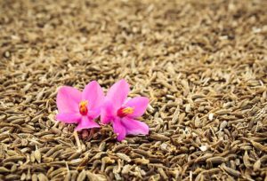 cumin seeds for bone health