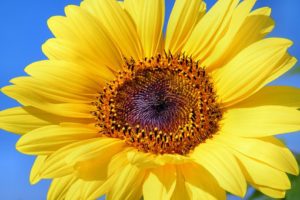 sunflower seeds for vitamin E