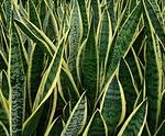 snake plant