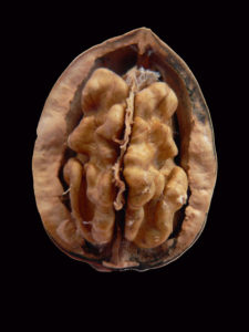 walnut