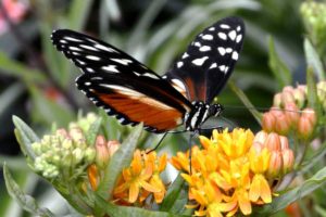 Summertime! Butterfly