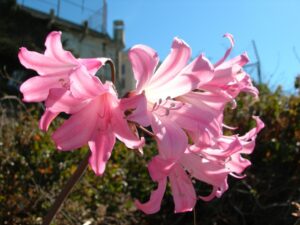 Naked ladies - harbingers of Autumn