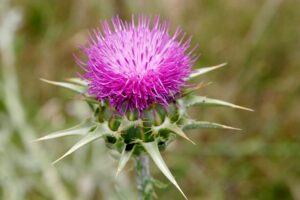 Milk thistle for multiple benefits